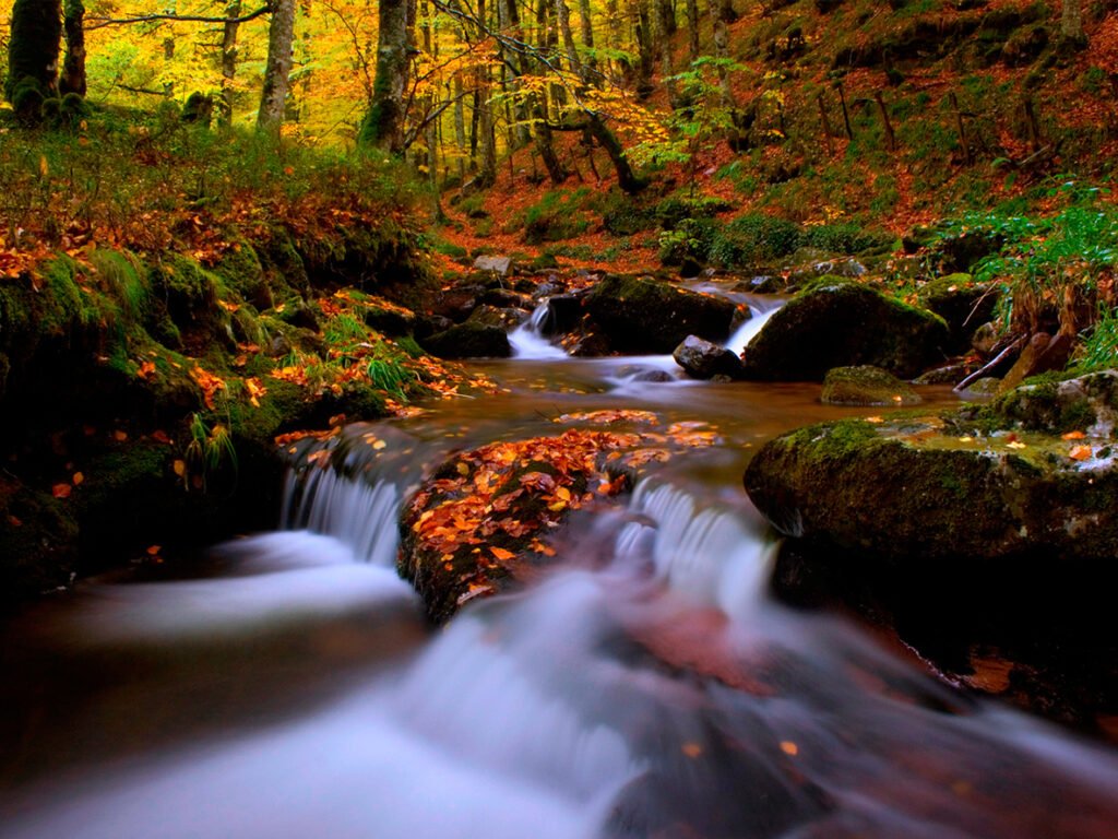 selva de irati, navarra